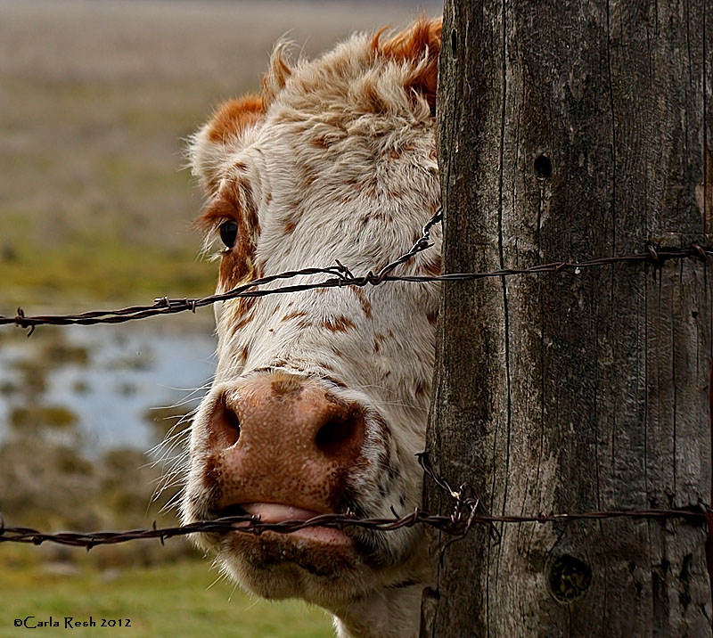 Peeking at you.....