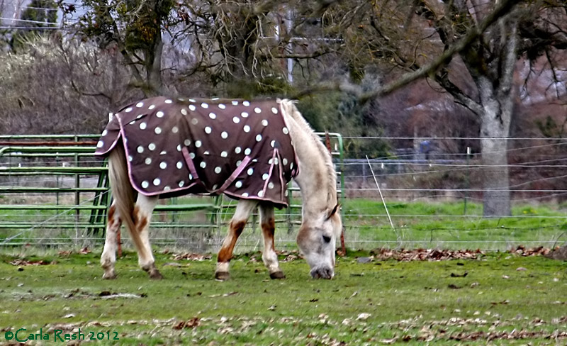 Spotted Horse