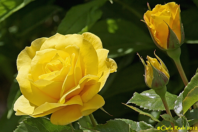 Yellow Rose