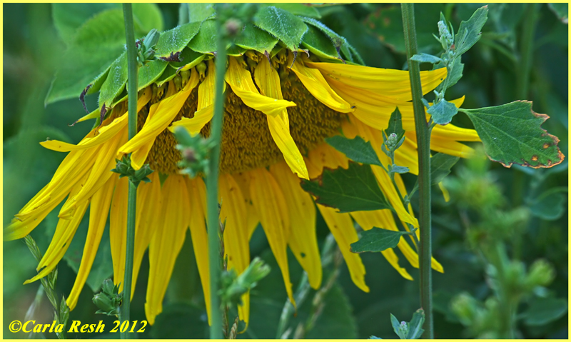 Sunflower in Jail