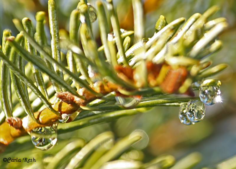 Rain Drops