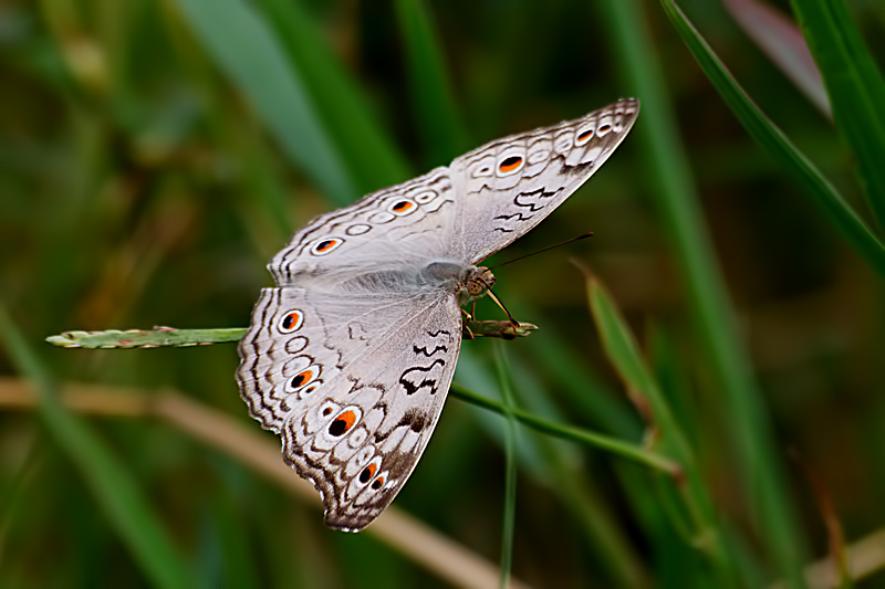 Grey Pansy