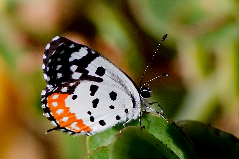 Red Pierrot