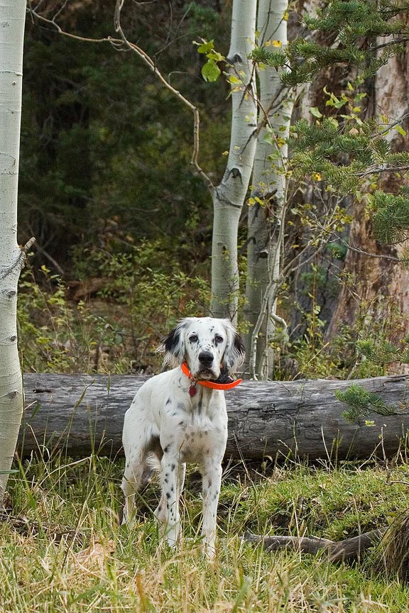 Timber first hunt 09_13_08.jpg
