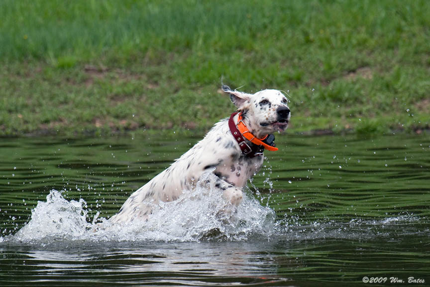 Timbers First Swim 2 05_29_09.jpg