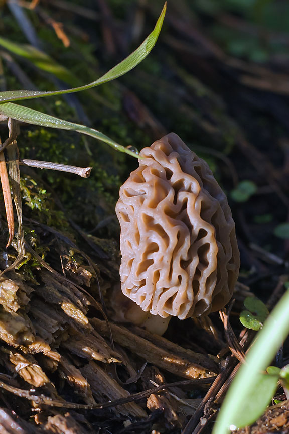 morel success 05_25_11.jpg