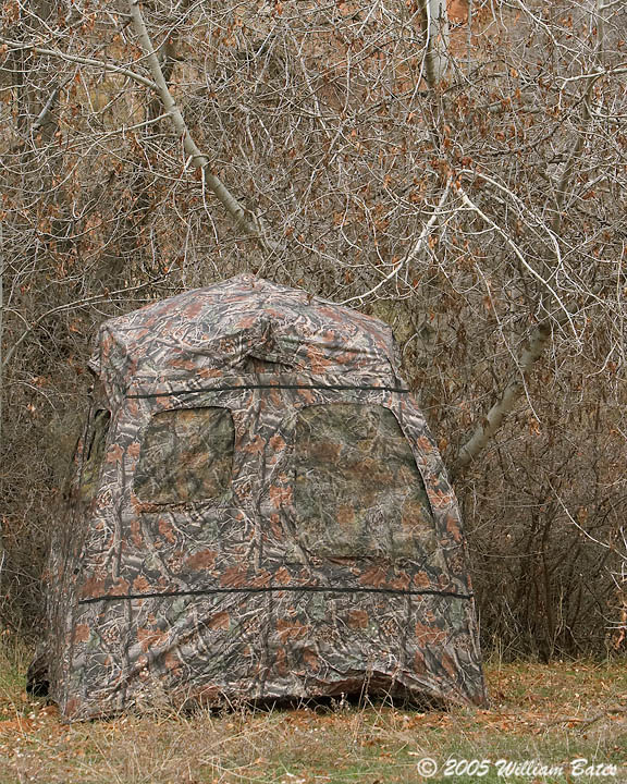 My Blind 11_11_05.jpg