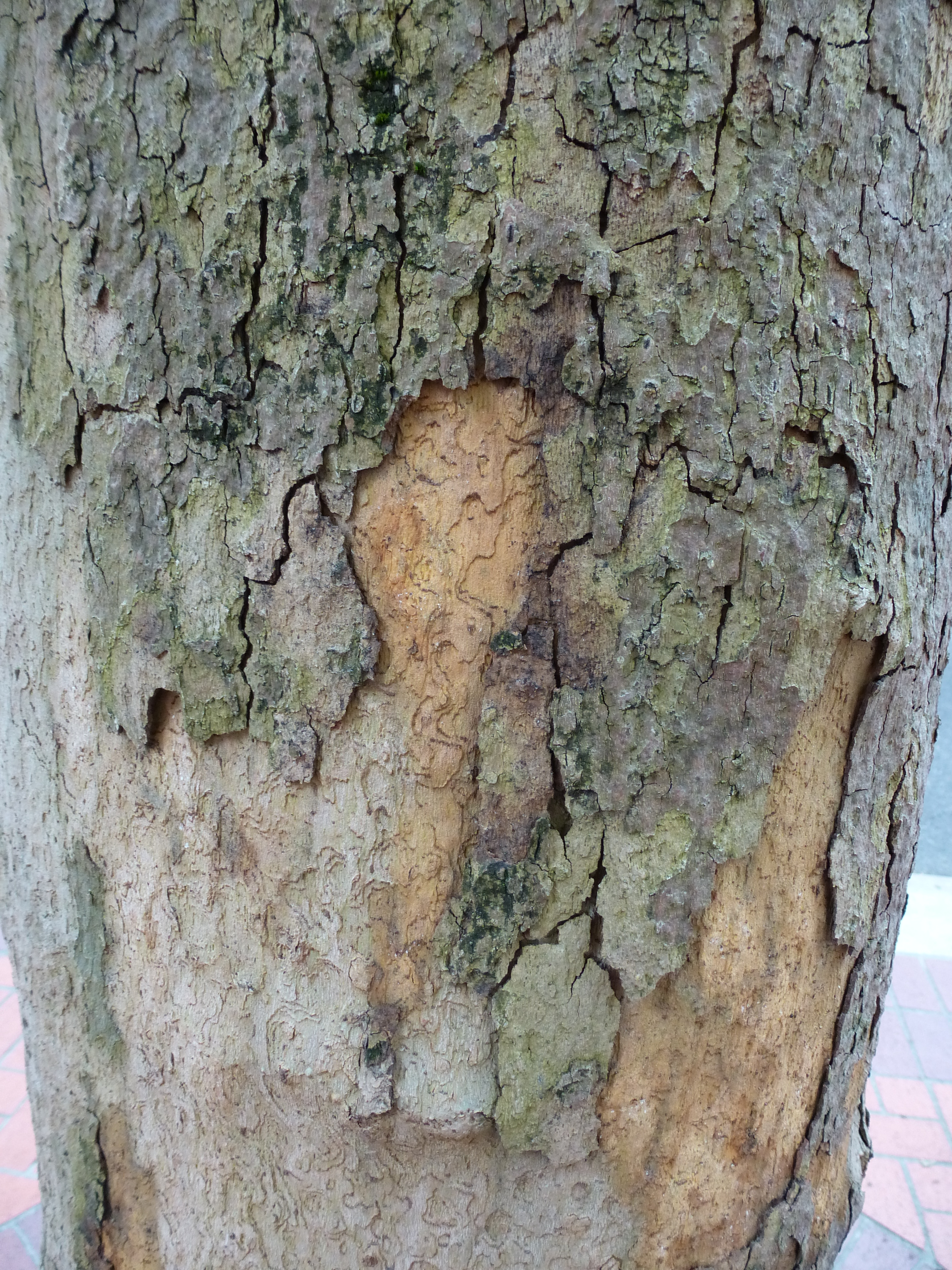 Portland Tree Bark