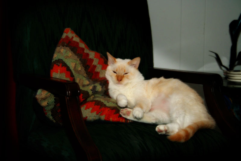 weekend cat blogging