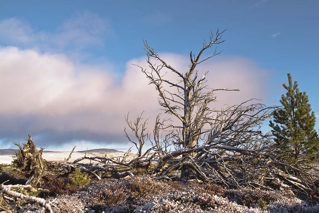 Blackmount