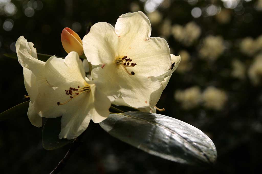 Backlit