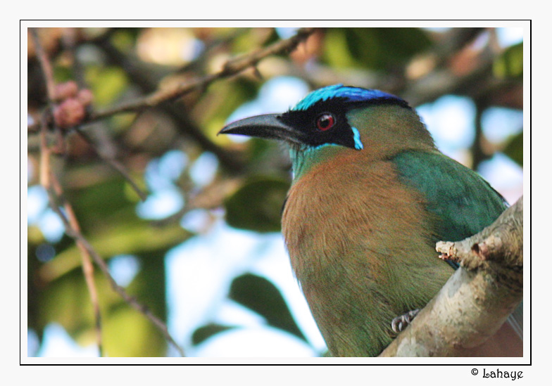 Blue-crowned Motmot - Motmot houtouc