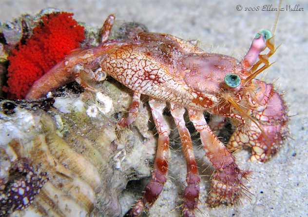 Stareye Hermit Crab With Eggs