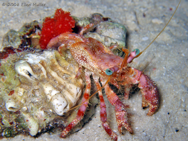Stareye Hermit Crab With Eggs