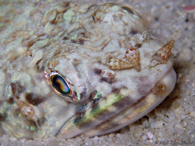 Shell Shocked
