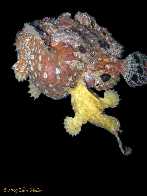 Frogfish Spawning