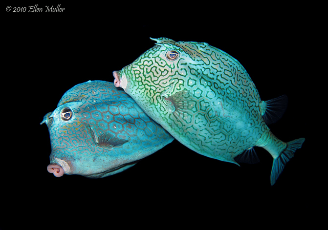 Mating Cowfish