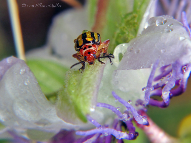 Disonycha Beetle