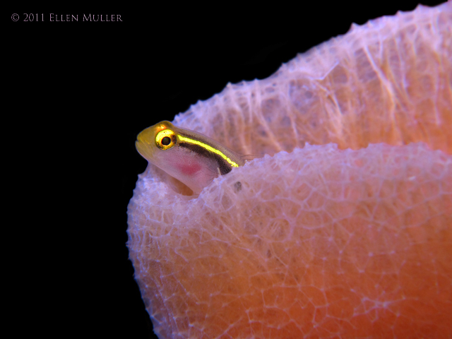 Goby in Sponge