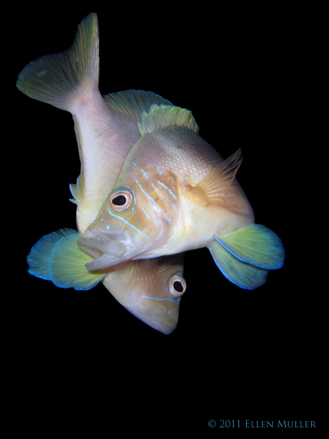 Spawning Hamlets