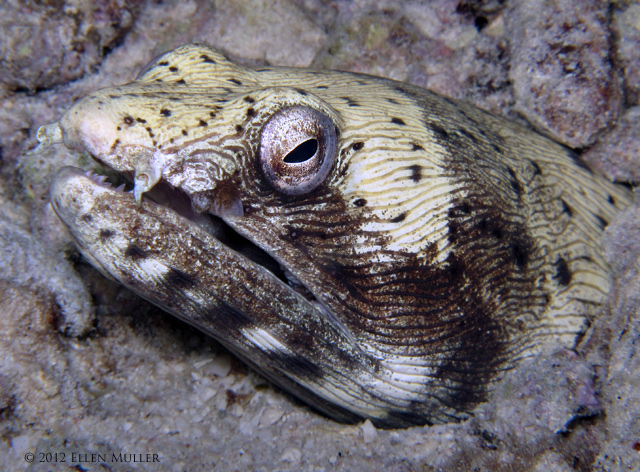Spotted Snake Eel