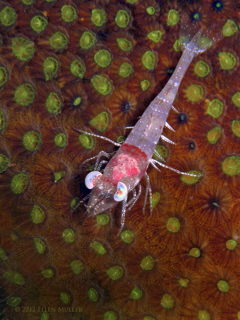 Velvet Shrimp