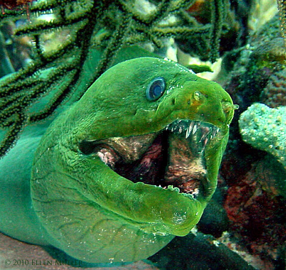 Green Moray Eel