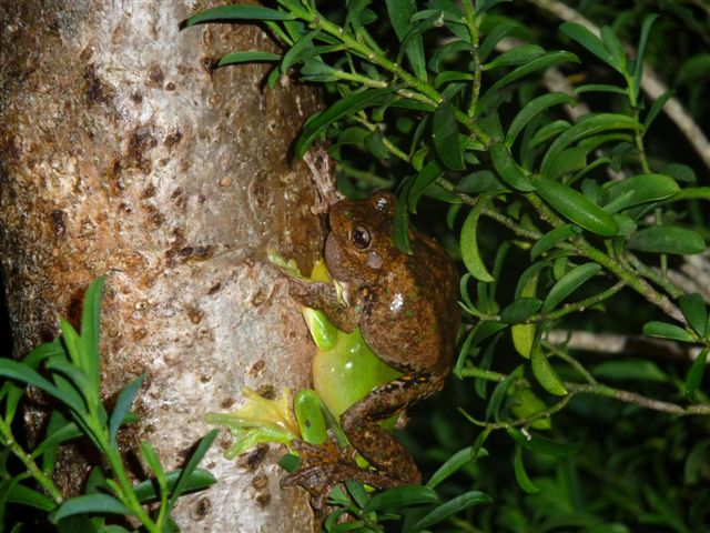 O'Reilly's Frogs