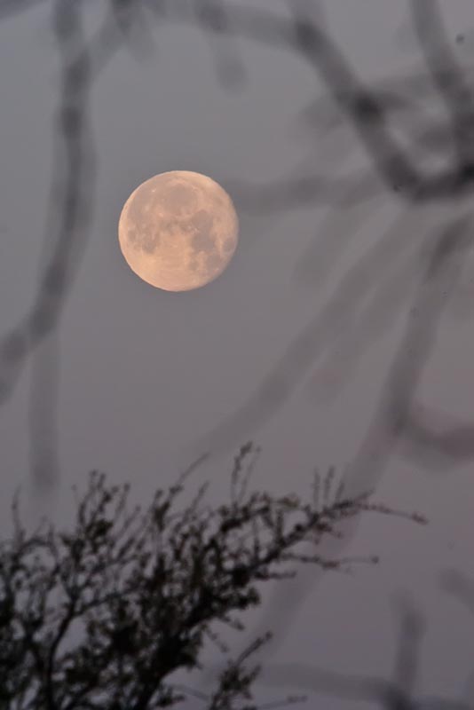Morning Moon And Branches