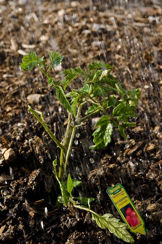 Watering The Tomatoes