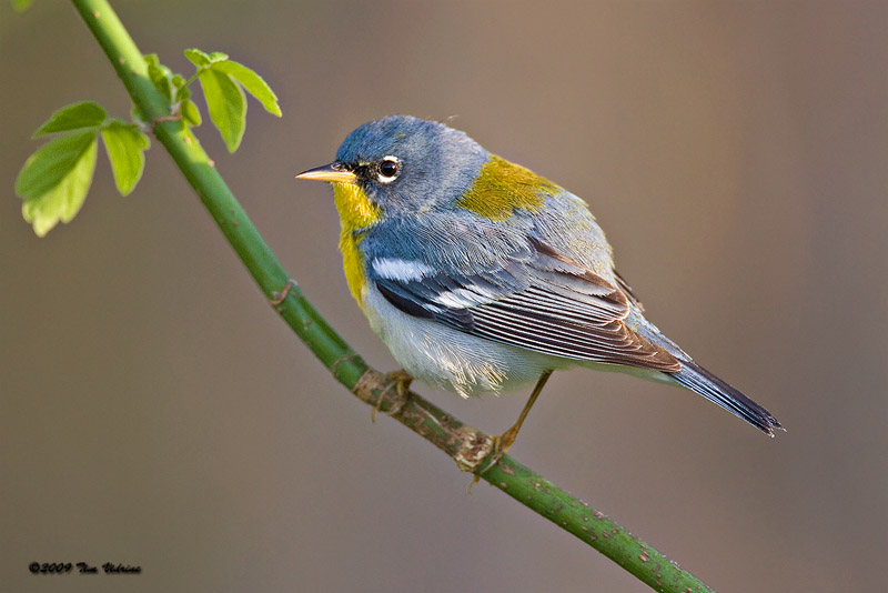 Northern Parula