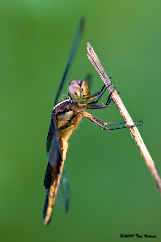 Widow Skimmer ♂ ( juvenile )