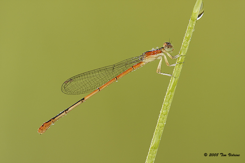 Citrine Forktail ♀