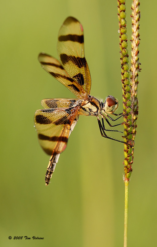 Halloween Pennant