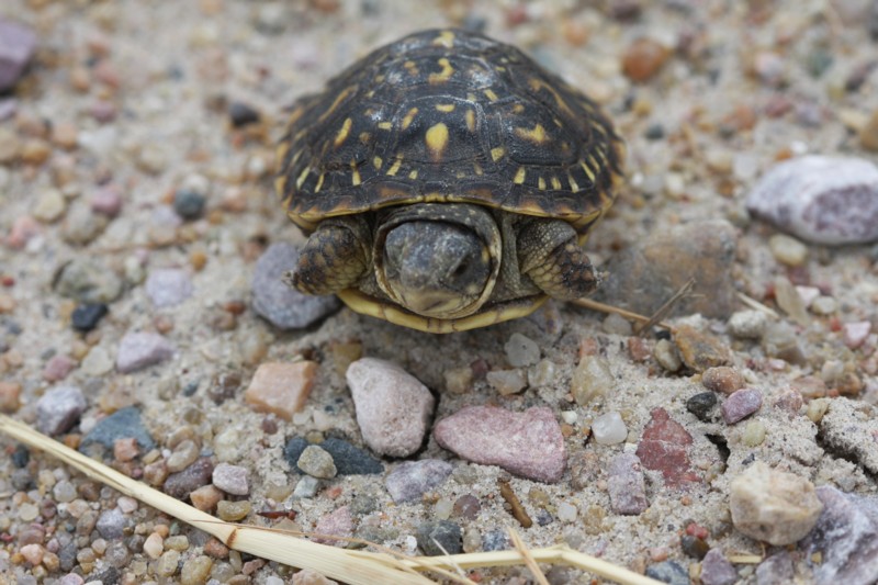 Little Ornate Box Turtle