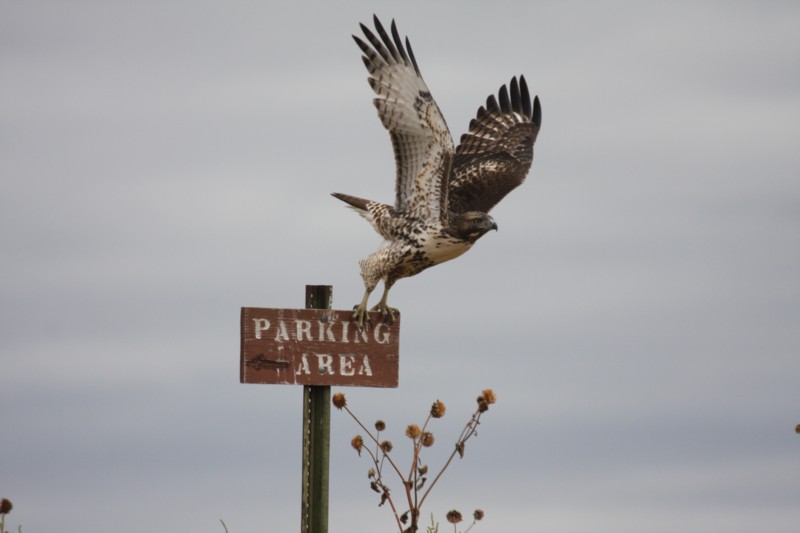 Red-tailed Hawk