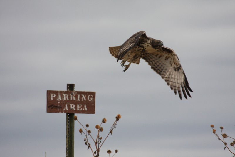 Red-tailed Hawk