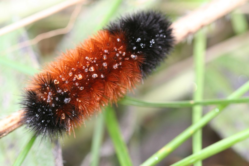 Woolly Bear Caterpillar
