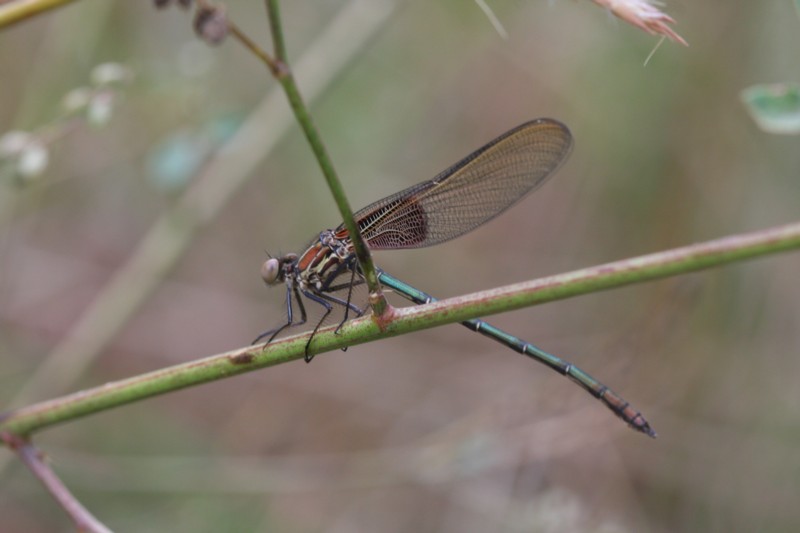 American Rubyspot (female)