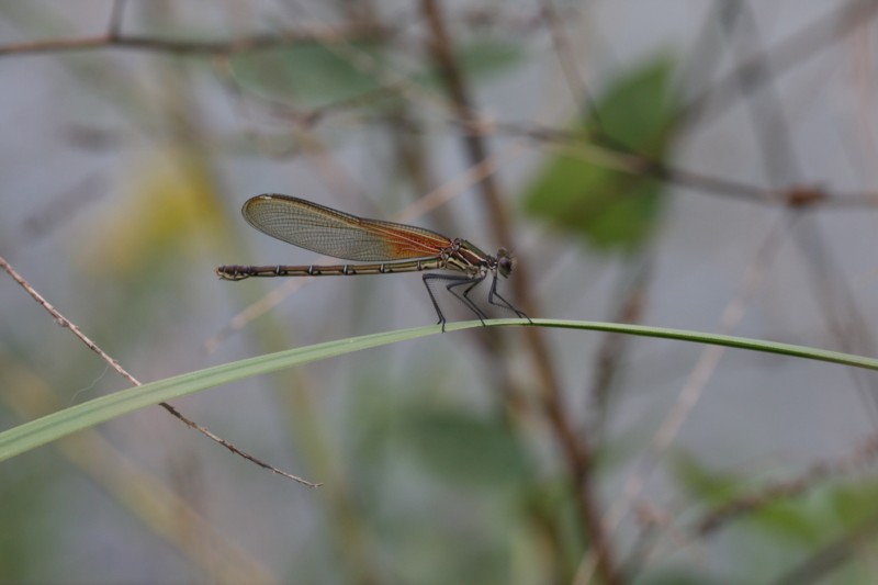 American Rubyspot (female)