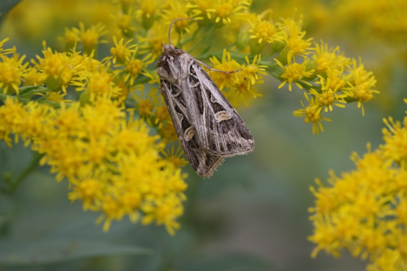 Dingy Cutworm Moth
