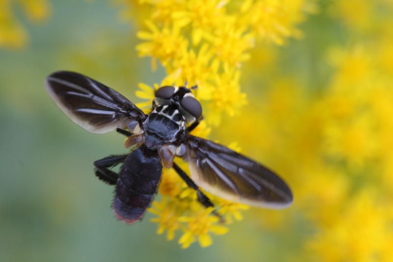 Feather-legged Fly