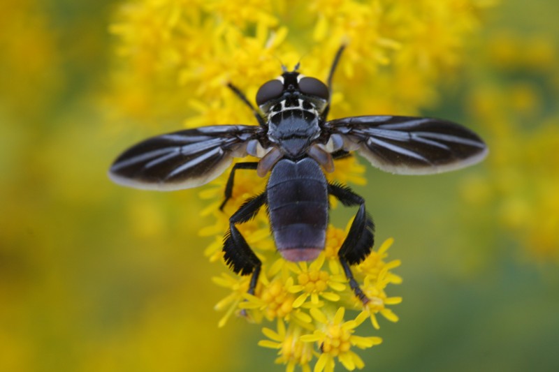 Feather-legged Fly
