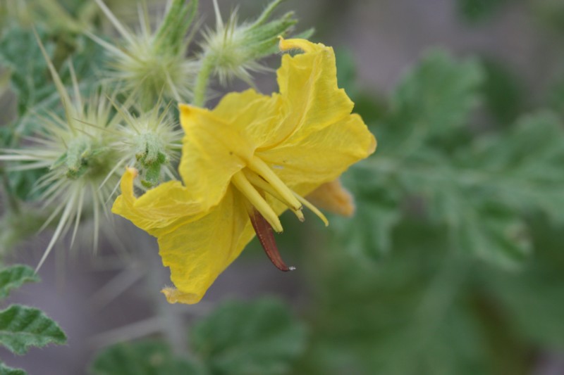 Carolina Horse Nettle