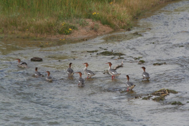 Common Mergansers