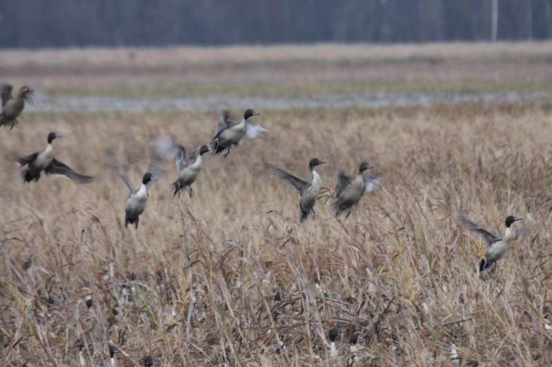 Northern Pintails