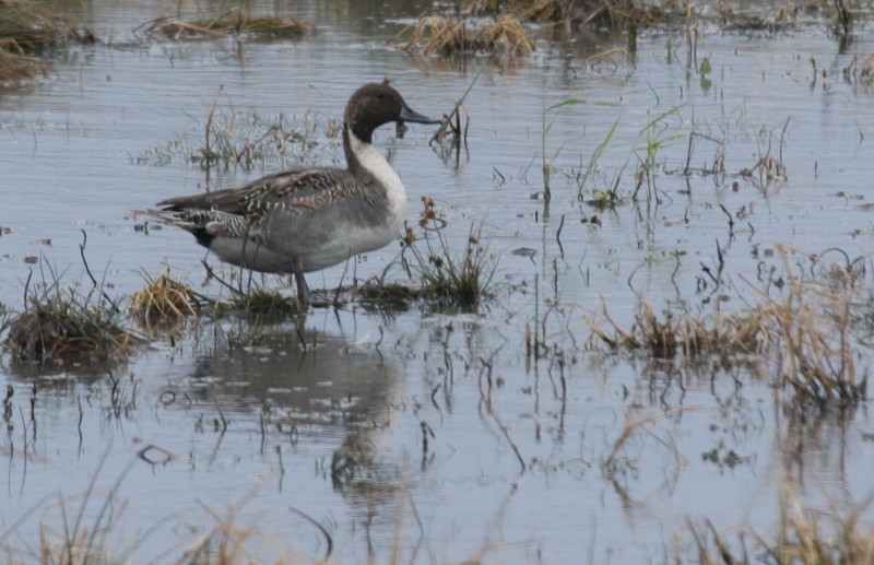 Northern Pintail