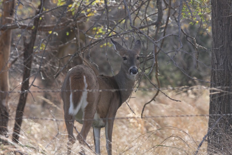 White-tailed deer