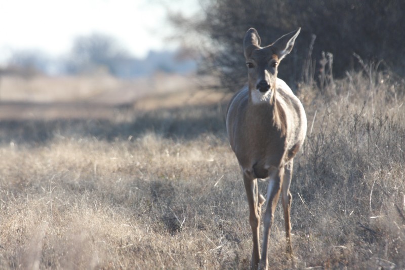 White-tailed deer