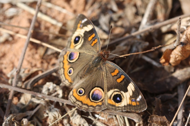 Common Buckeye